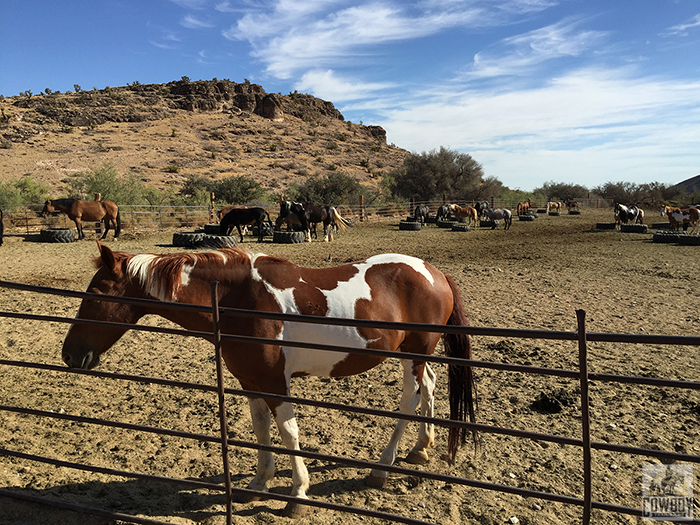 The horses and mules rest and eat before beginning work Horseback Riding in Las Vegas at Cowboy Trail Rides in Red Rock Canyon