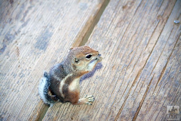 Ground Squirrel nibbling on something he found up at the ranch before Horseback Riding in Las Vegas at Cowboy Trail Rides in Red Rock Canyon