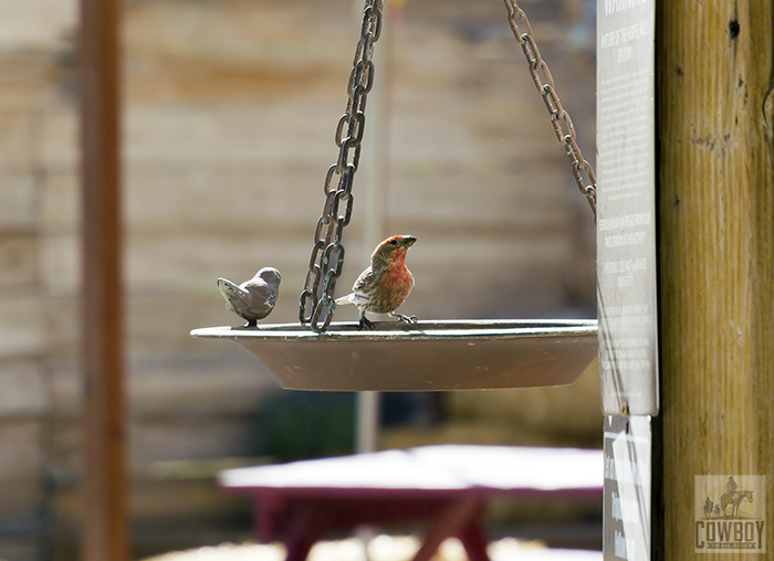 A house finch came by for a drink of water while we were Horseback Riding in Las Vegas at Cowboy Trail Rides in Red Rock Canyon