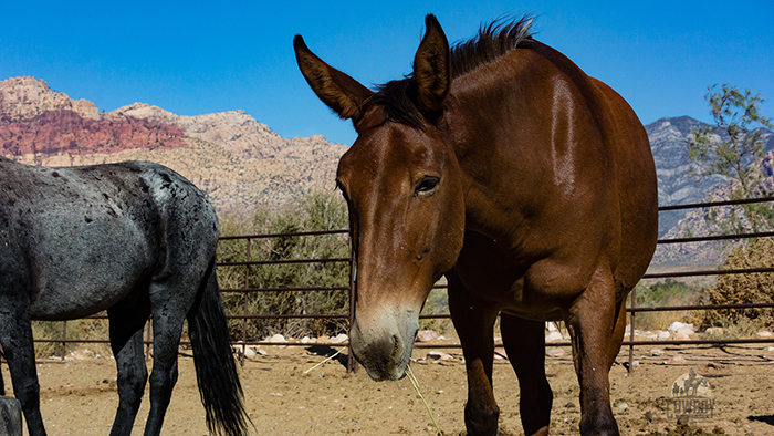 Molly the mule having a snack before Horseback Riding in Las Vegas at Cowboy Trail Rides in Red Rock Canyon