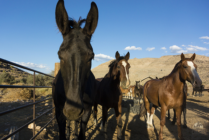 Lady Di, Southern Comfort and Sidekick about to saddled up for a Horseback Riding in Las Vegas at Cowboy Trail Rides in Red Rock Canyon