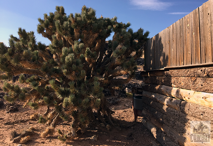 Joshua Tree, shed, and old washing machine at sunset seen before Horseback Riding in Las Vegas at Cowboy Trail Rides in Red Rock Canyon