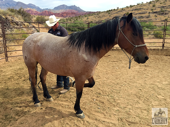 Photo of Mustang Sally being trained by Buck Sage at Cowboy Trail Rides in Red Rock Canyon