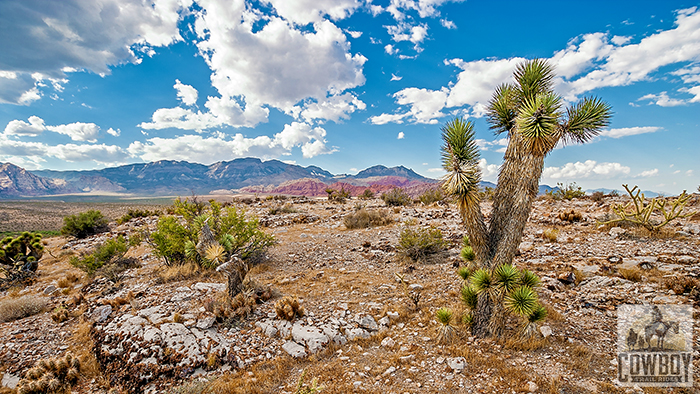 A lone Joshua Tree on a ridge on a cloudy day at Cowboy Trail Rides