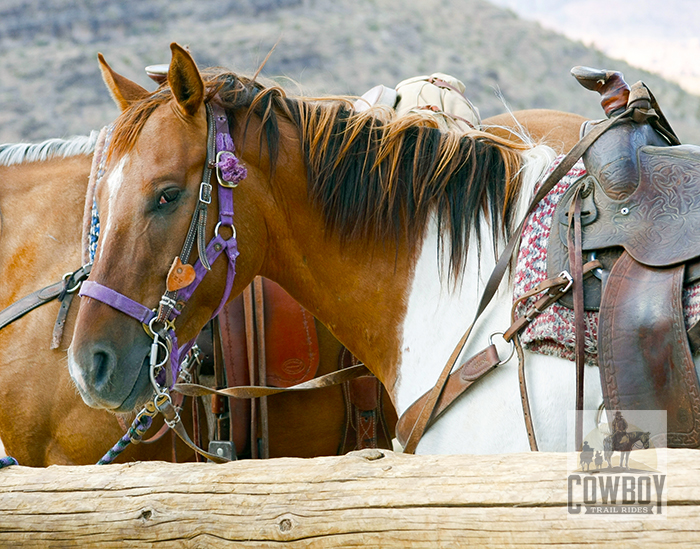 Cowboy Trail Rides - Horse looking straight into camera