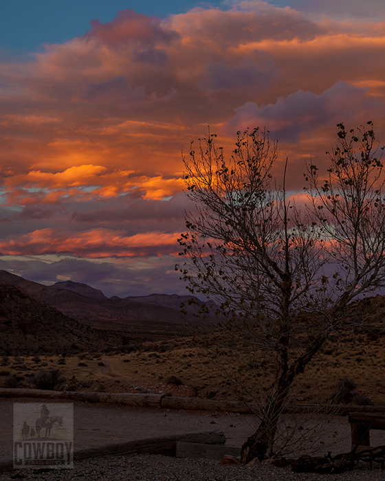 A lone tree with dead leaves set against a beautiful Winter sunset at Cowboy Trail Rides